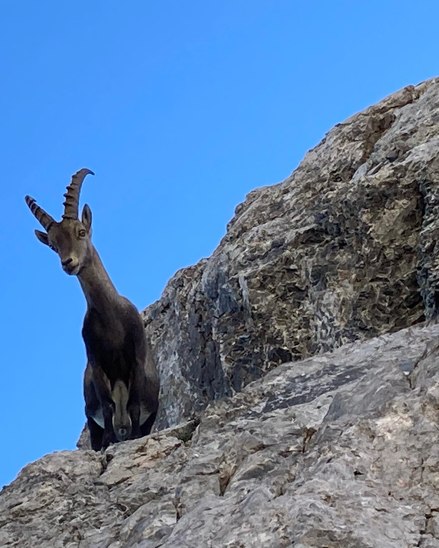 Gemse im Alpgebiet