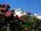 Dammastock